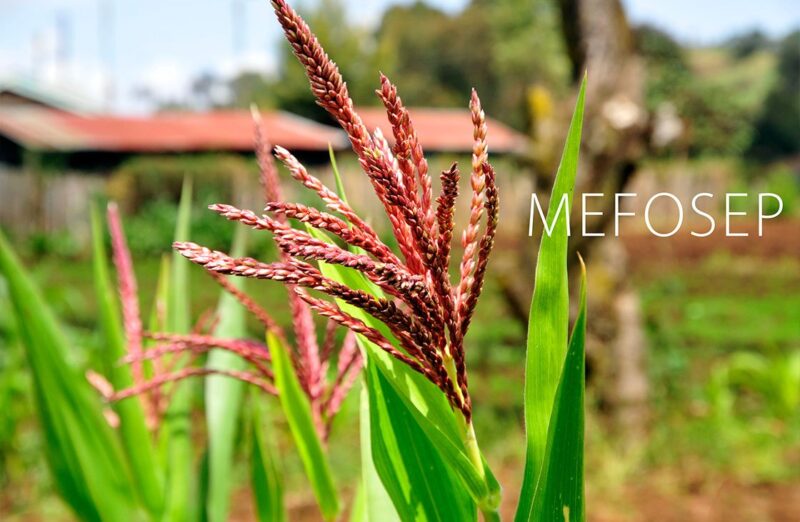 MEF-1